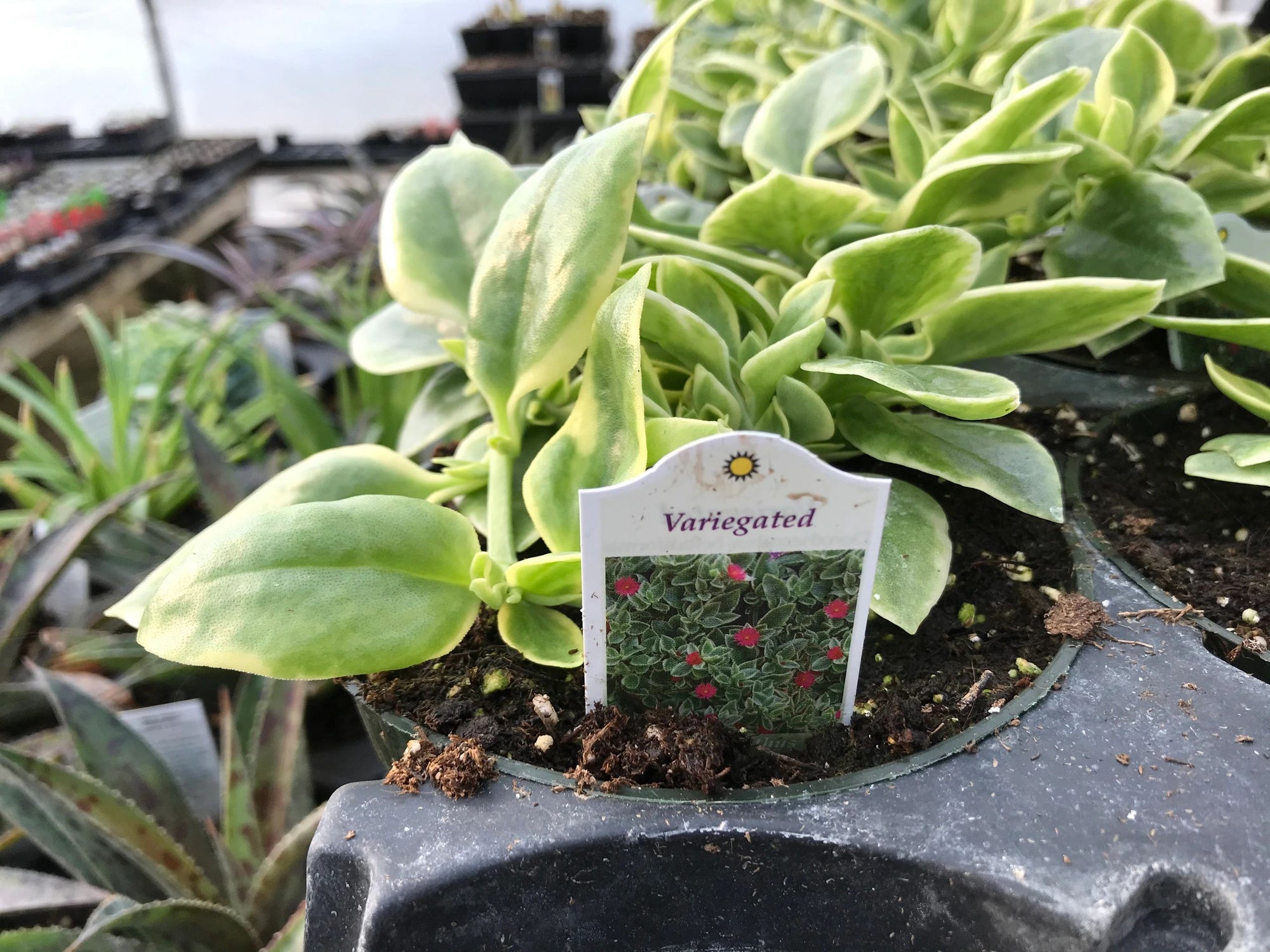 Dorotheanthus variegata