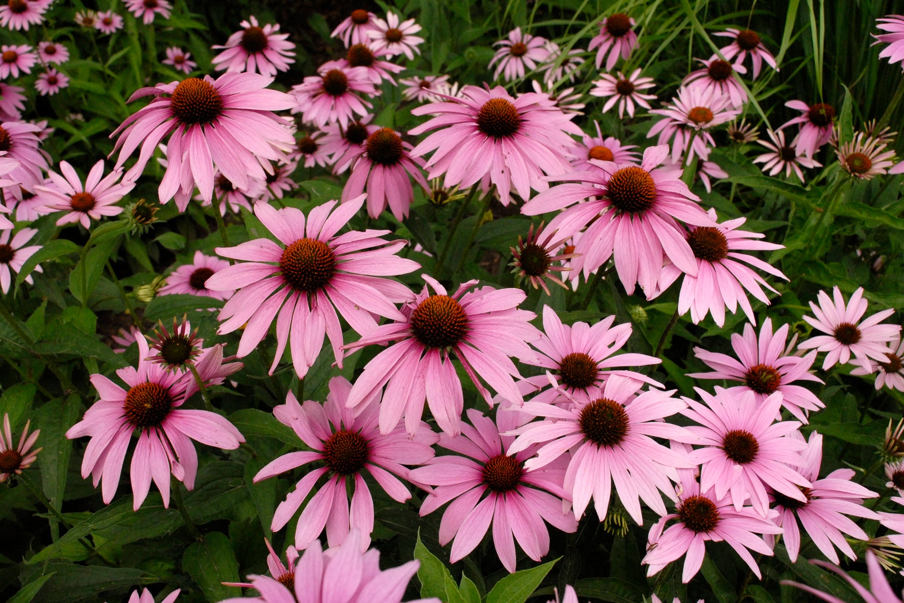 Echinacea, Magnus
