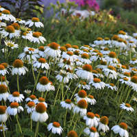 Echinacea Pow Wow White