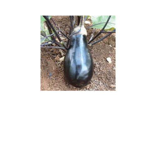 Eggplant, Black Beauty