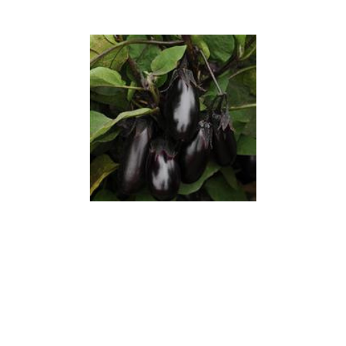Eggplant, Patio Baby