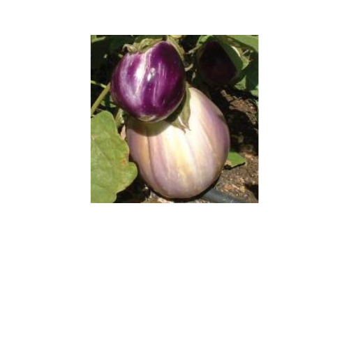 Eggplant, Rosa Bianca