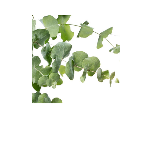 Eucalyptus, Silver Dollar