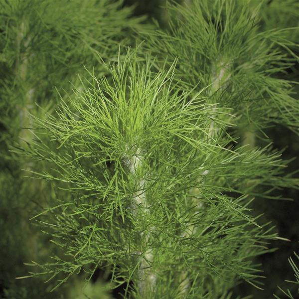 Eupatorium Elegant Feather