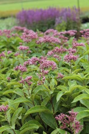 Eupatorium m. 'Phantom'