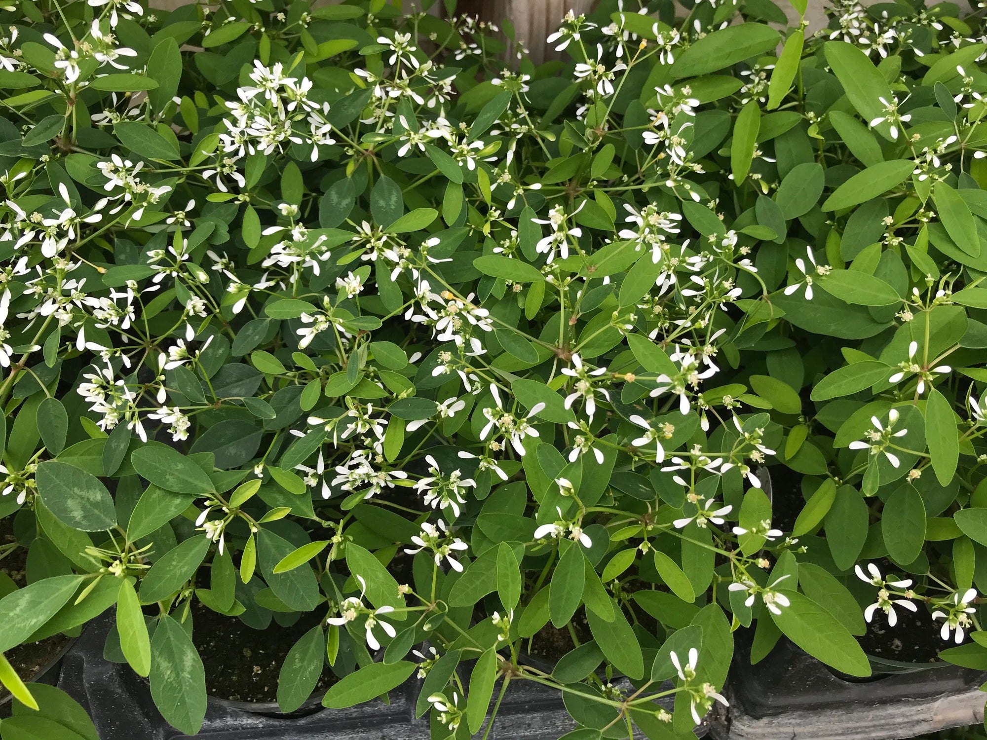 Euphorbia, Stardust White Flash