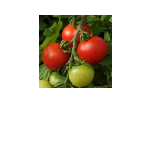 Tomato Plant, Fourth of July