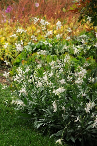 Gaura 'Sparkle White'