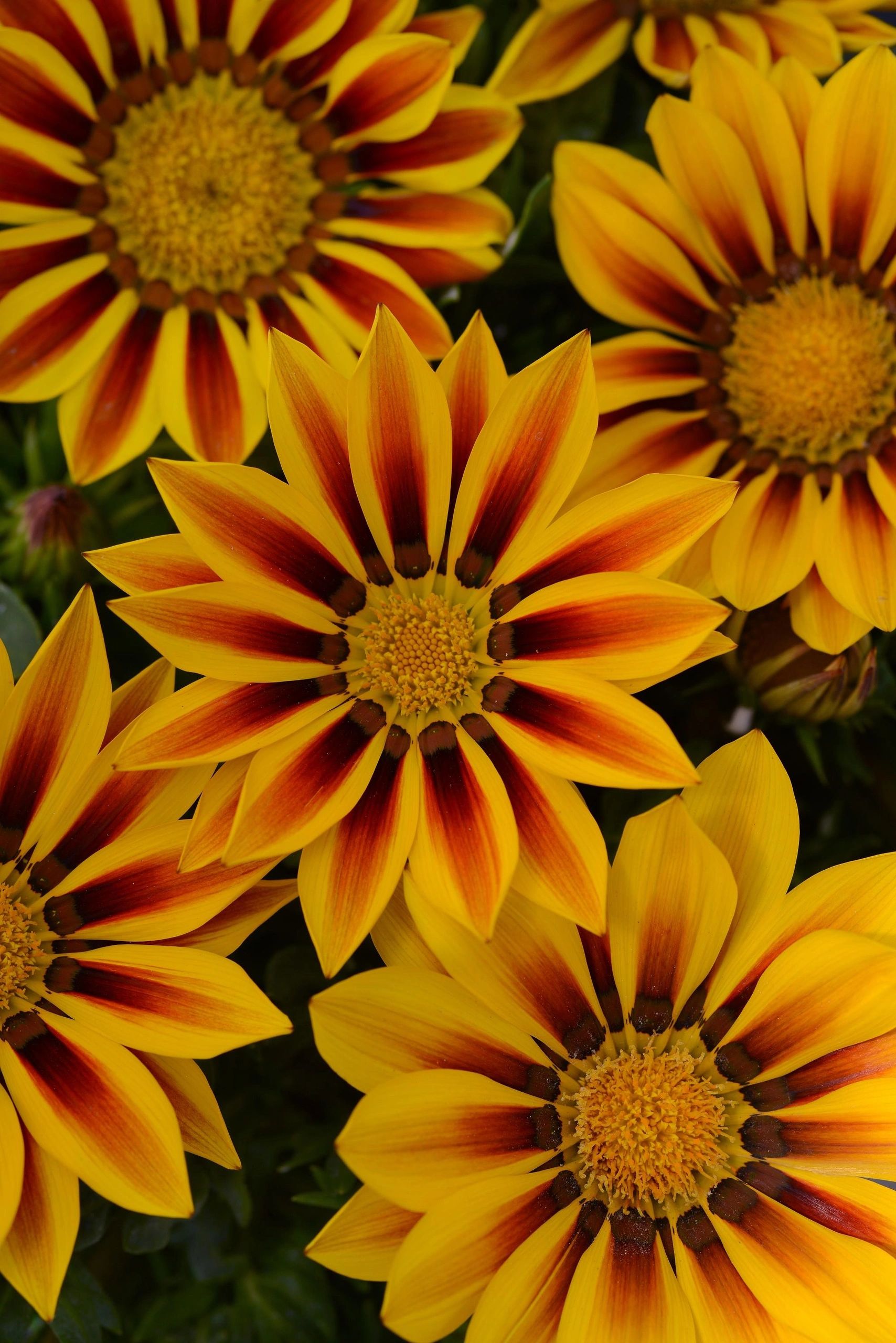 Gazania, New Day Red Stripe