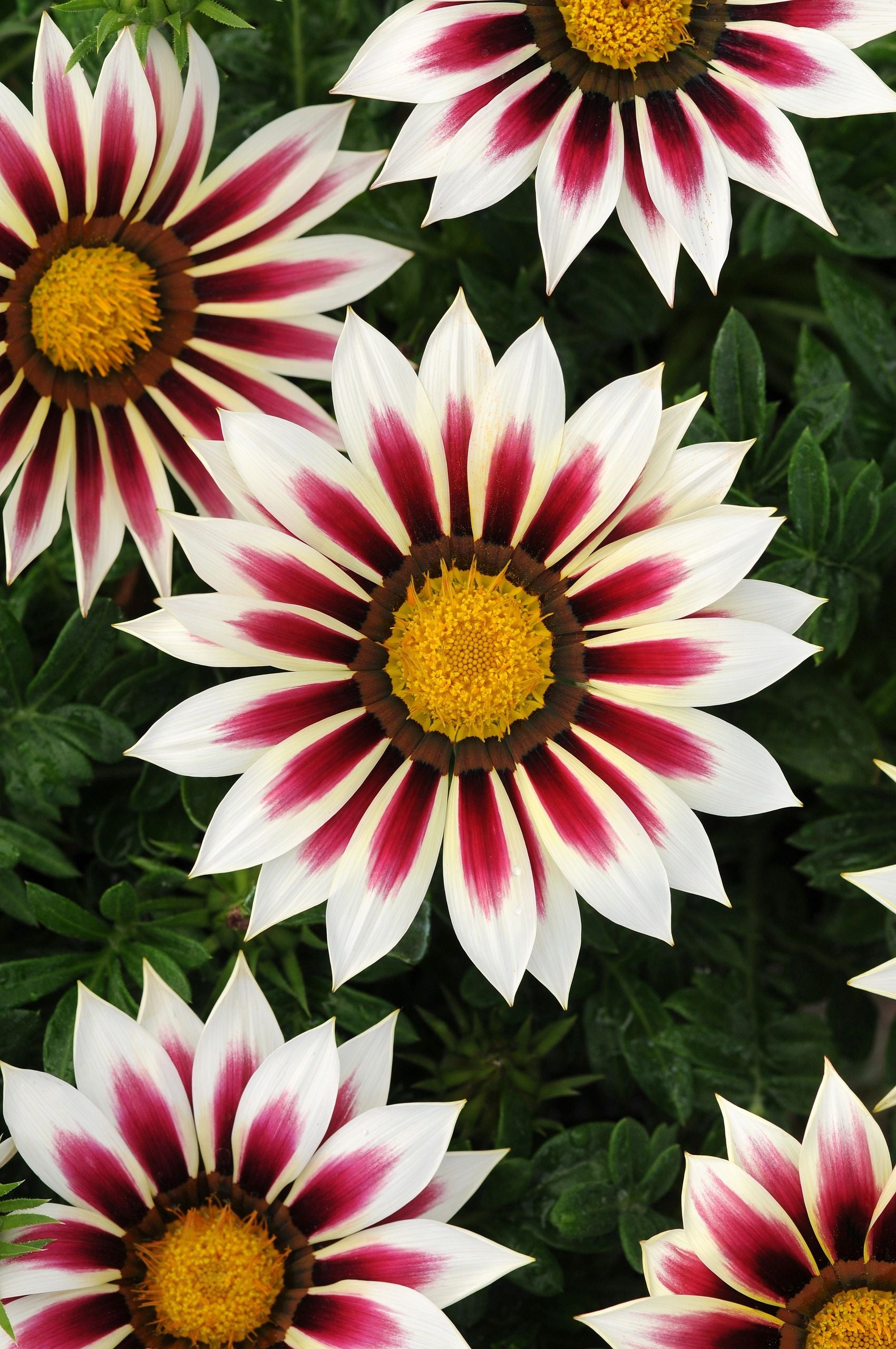 Gazania, New Day Rose Stripe