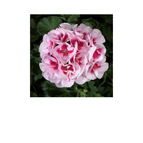 Geranium, Americana White Splash