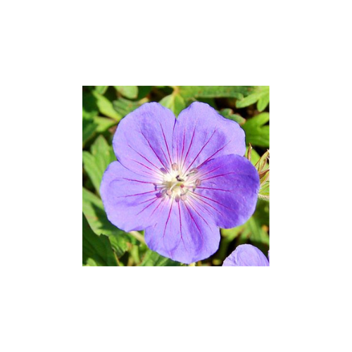 Geranium c. 'Brookside'