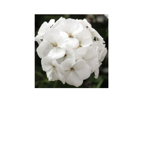 Geranium, Calliope Medium White