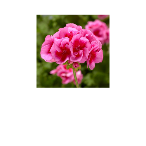 Geranium, Calliope Large Rose Mega Splash