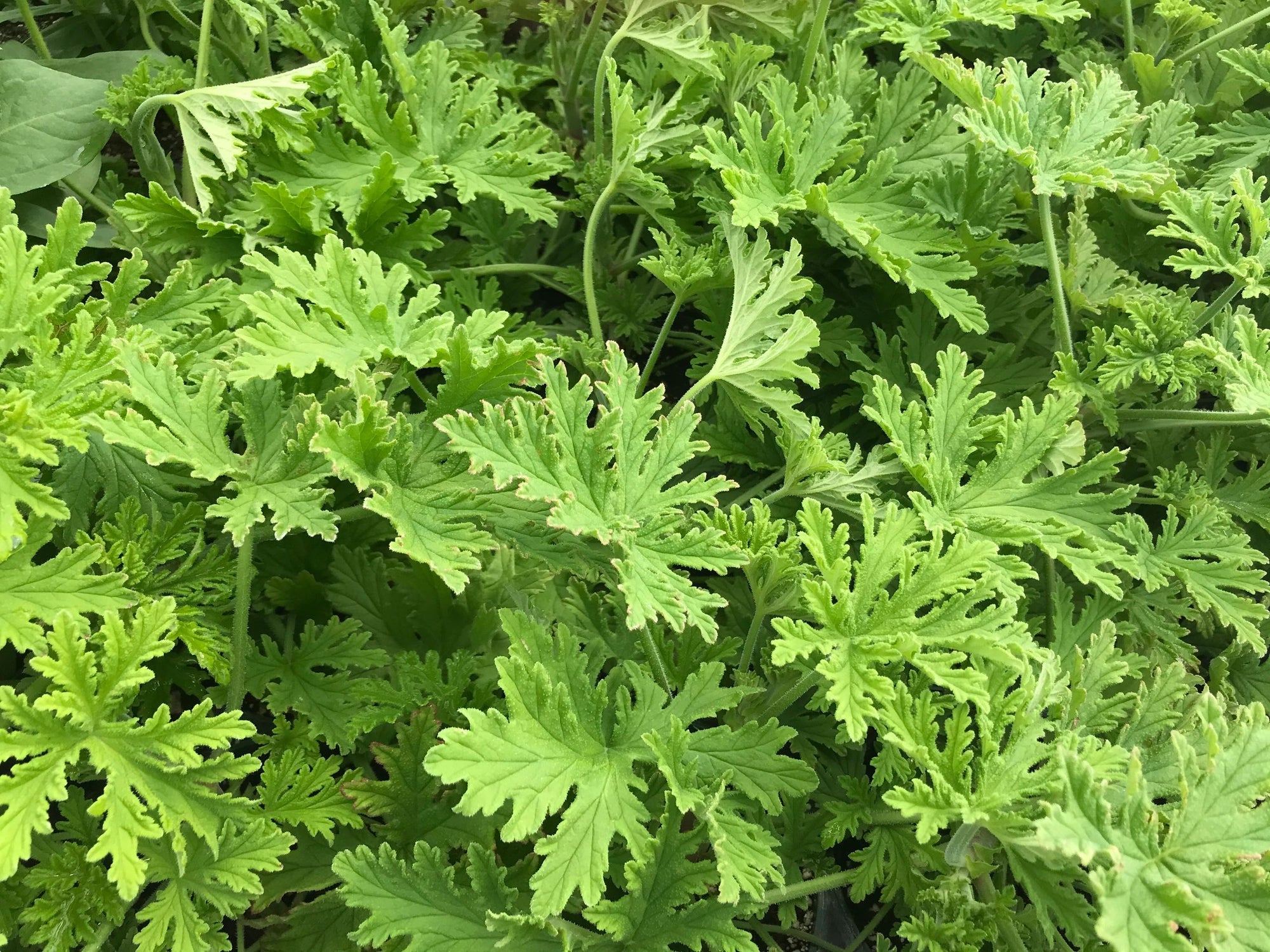 Geranium, Citronella
