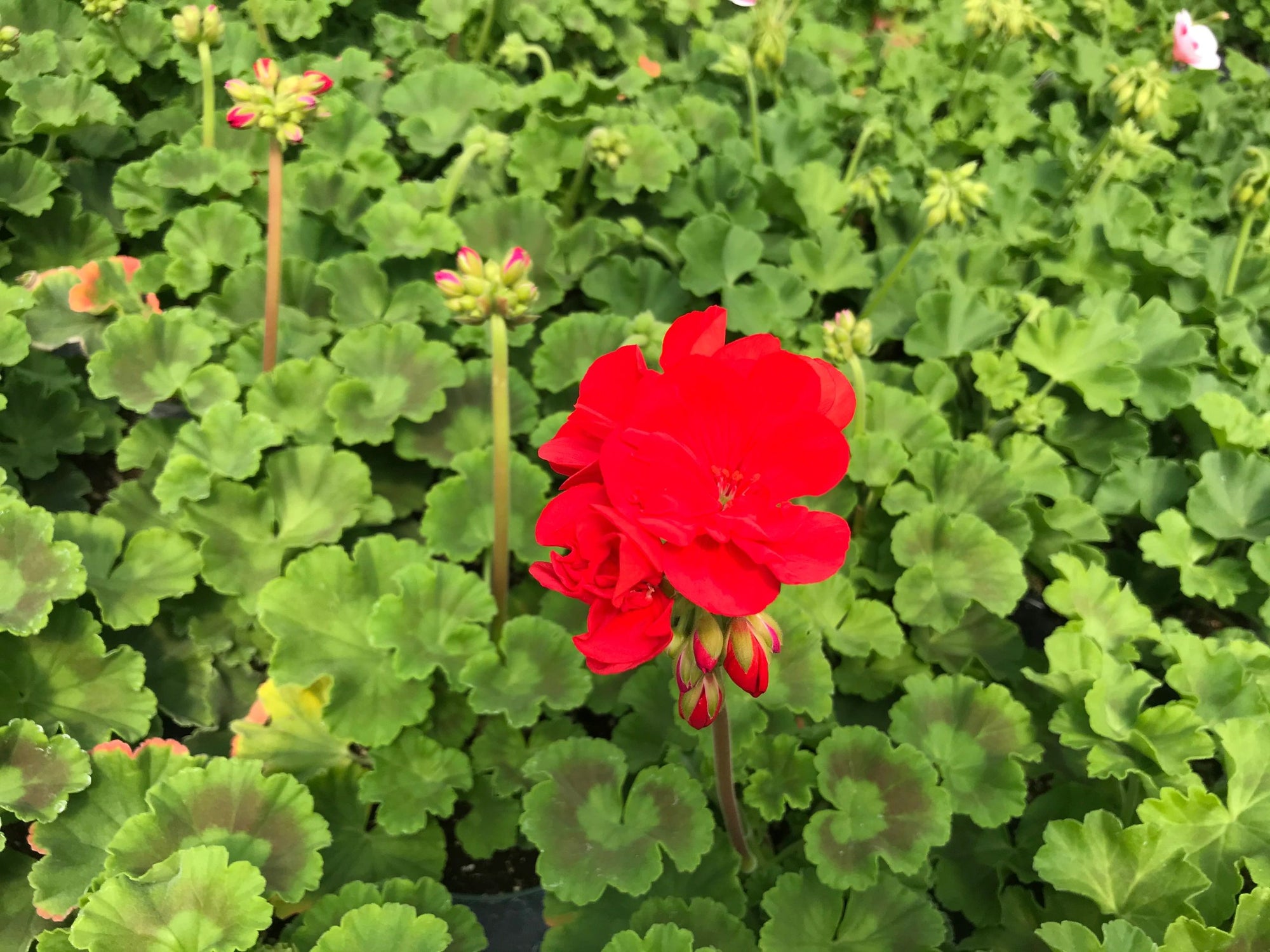 Geranium, Patriot Bright Red