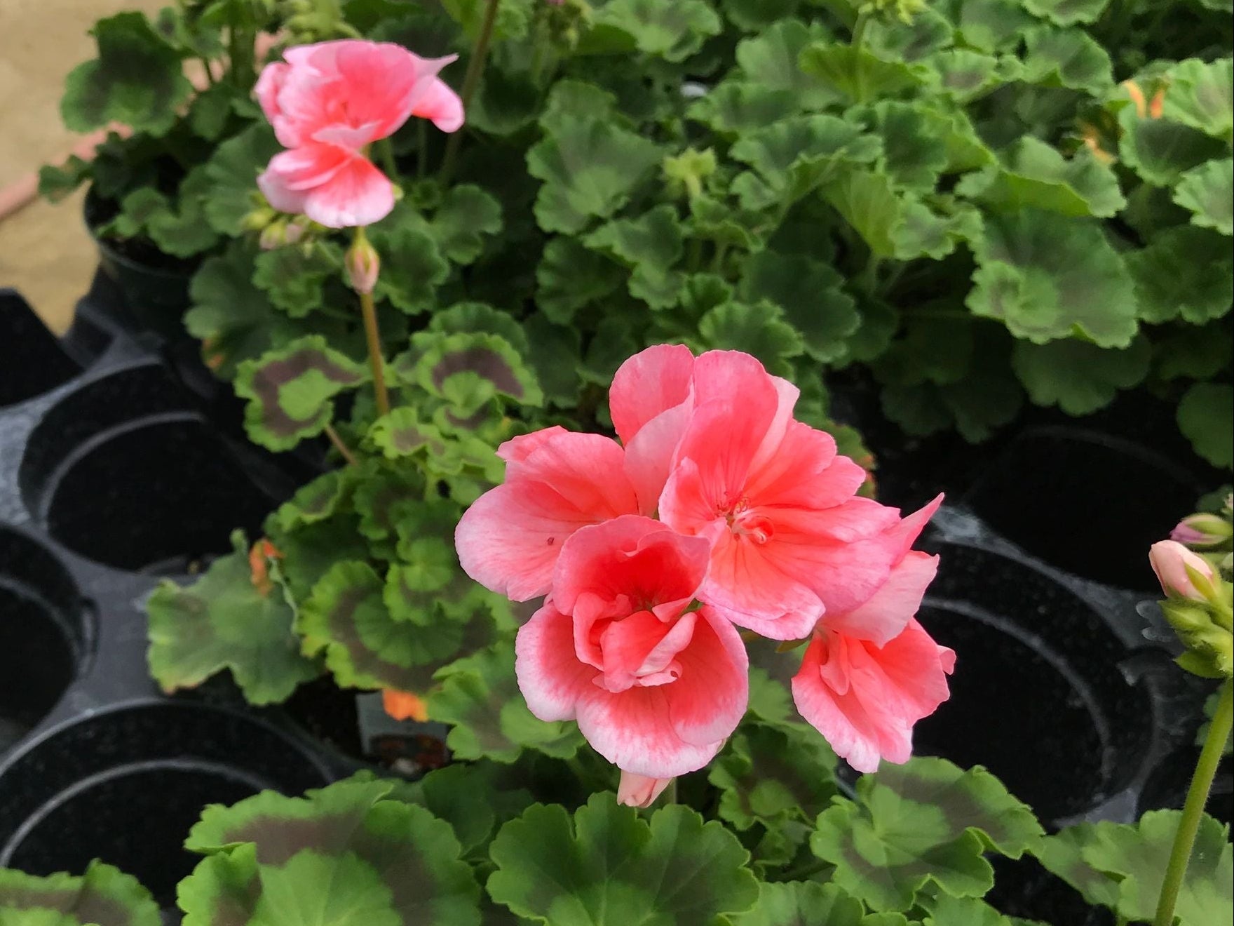 Geranium, Patriot Evening Glow