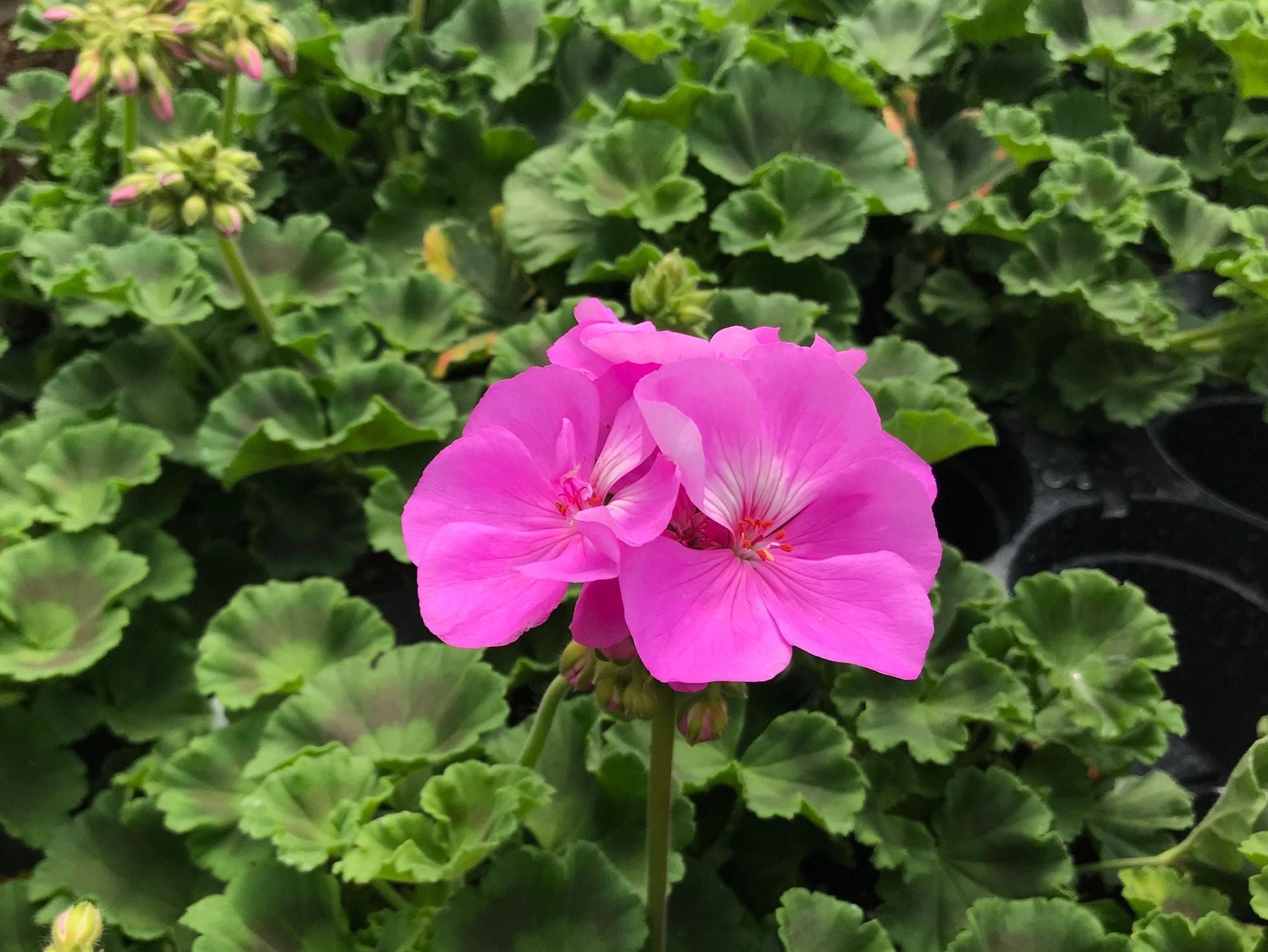 Geranium, Patriot Lavender Blue
