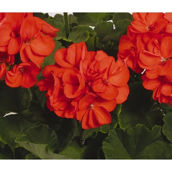 Geranium, Patriot Orange