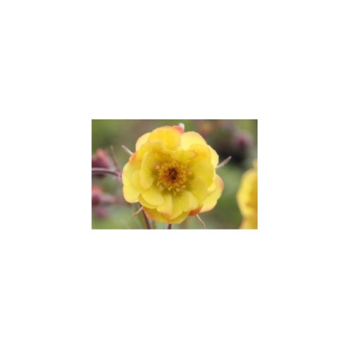 Geum 'Tequila Sunrise'