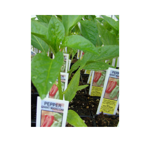 Pepper Plant, Giant Marconi