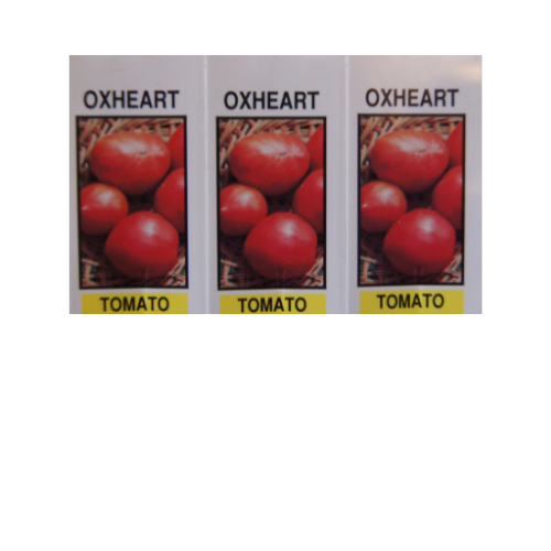 Tomato Plant, Giant Oxheart
