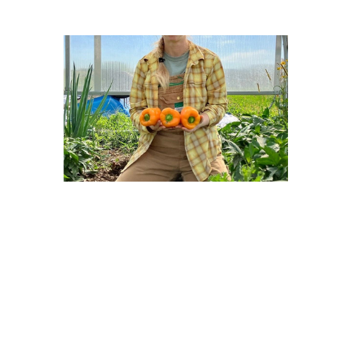 Pepper Plant, Gourmet