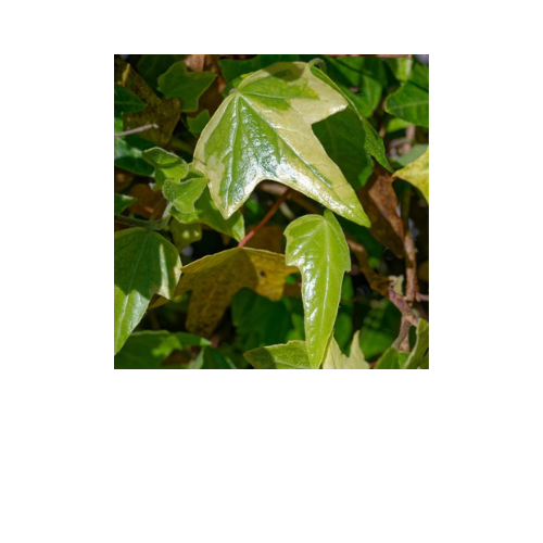 Ivy, Hedera Helix Chicago