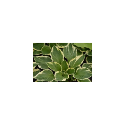 Hosta 'Patriot'
