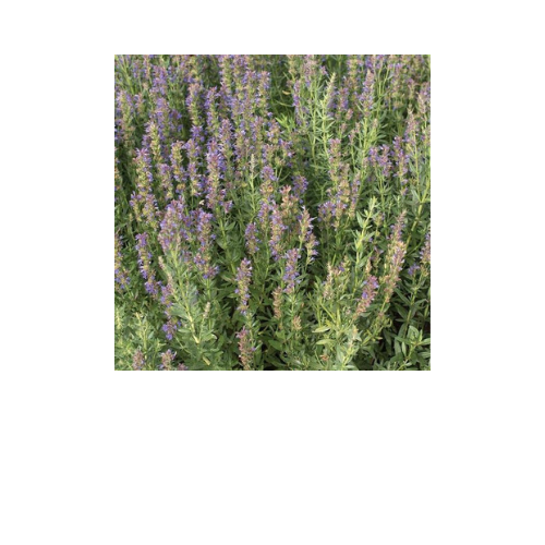 Herb Plant, Hyssop officinalis