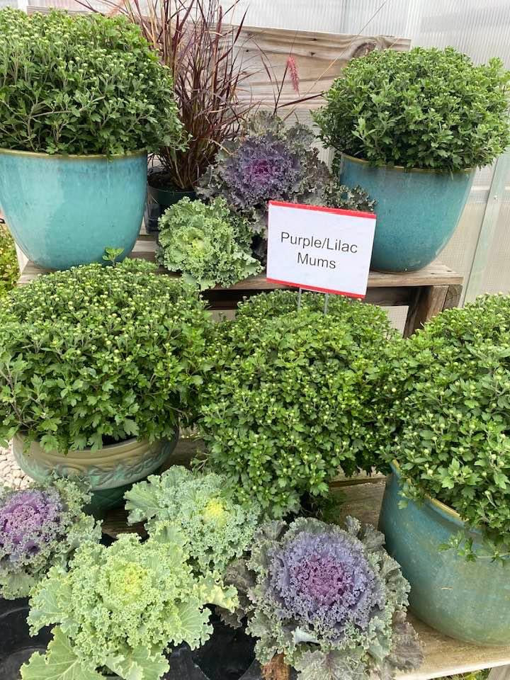 Flowering Kale - Purple, White