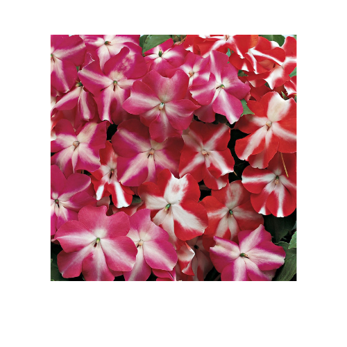 Impatiens, Accent Star Mix