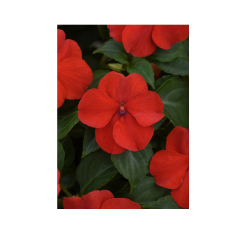 Impatiens, Beacon® Bright Red