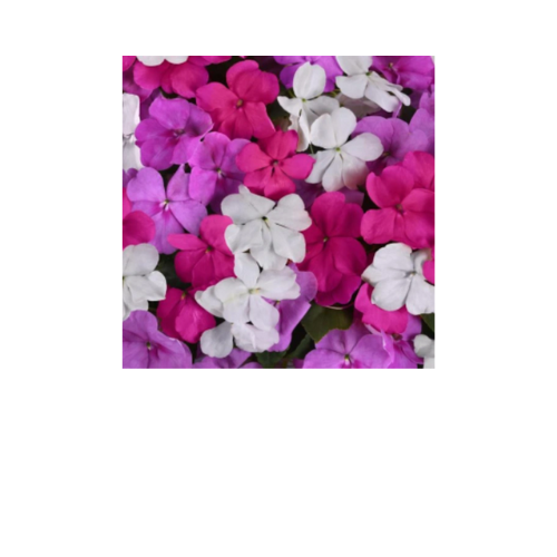 Impatiens, Beacon Chicago Mix
