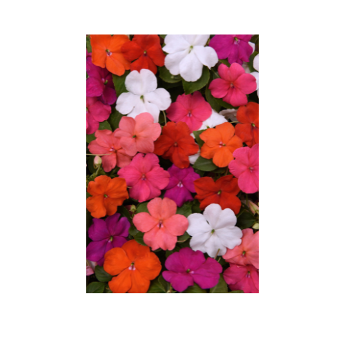 Impatiens, Beacon® Formula Mix