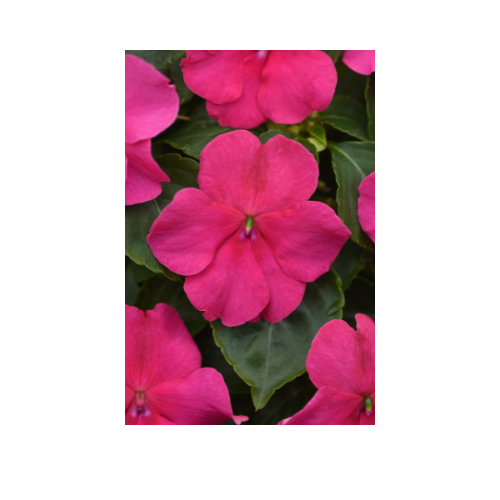 Impatiens, Beacon® Rose