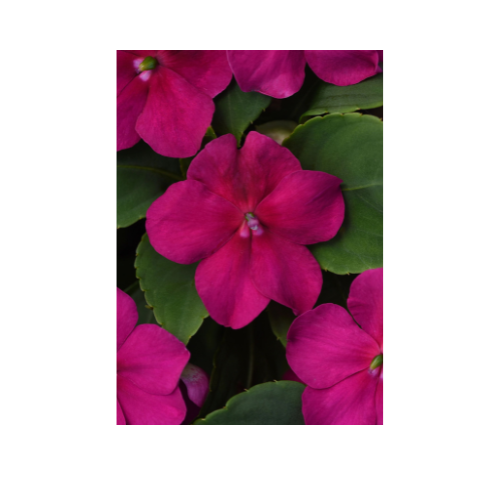 Impatiens, Beacon® Violet Shade