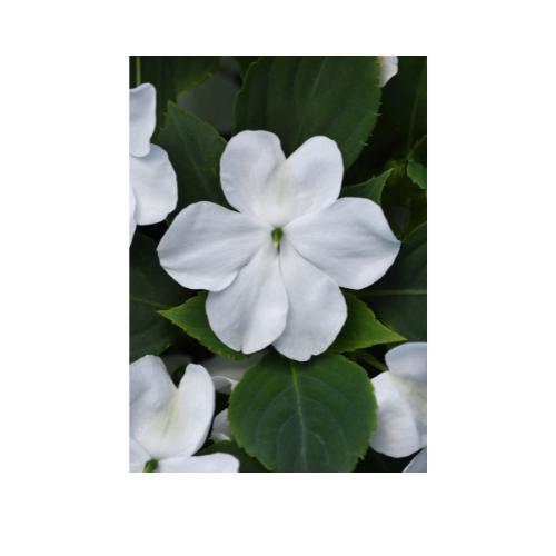 Impatiens, Beacon® White