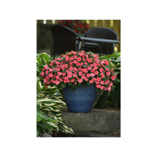 Impatiens, Beacon® Coral