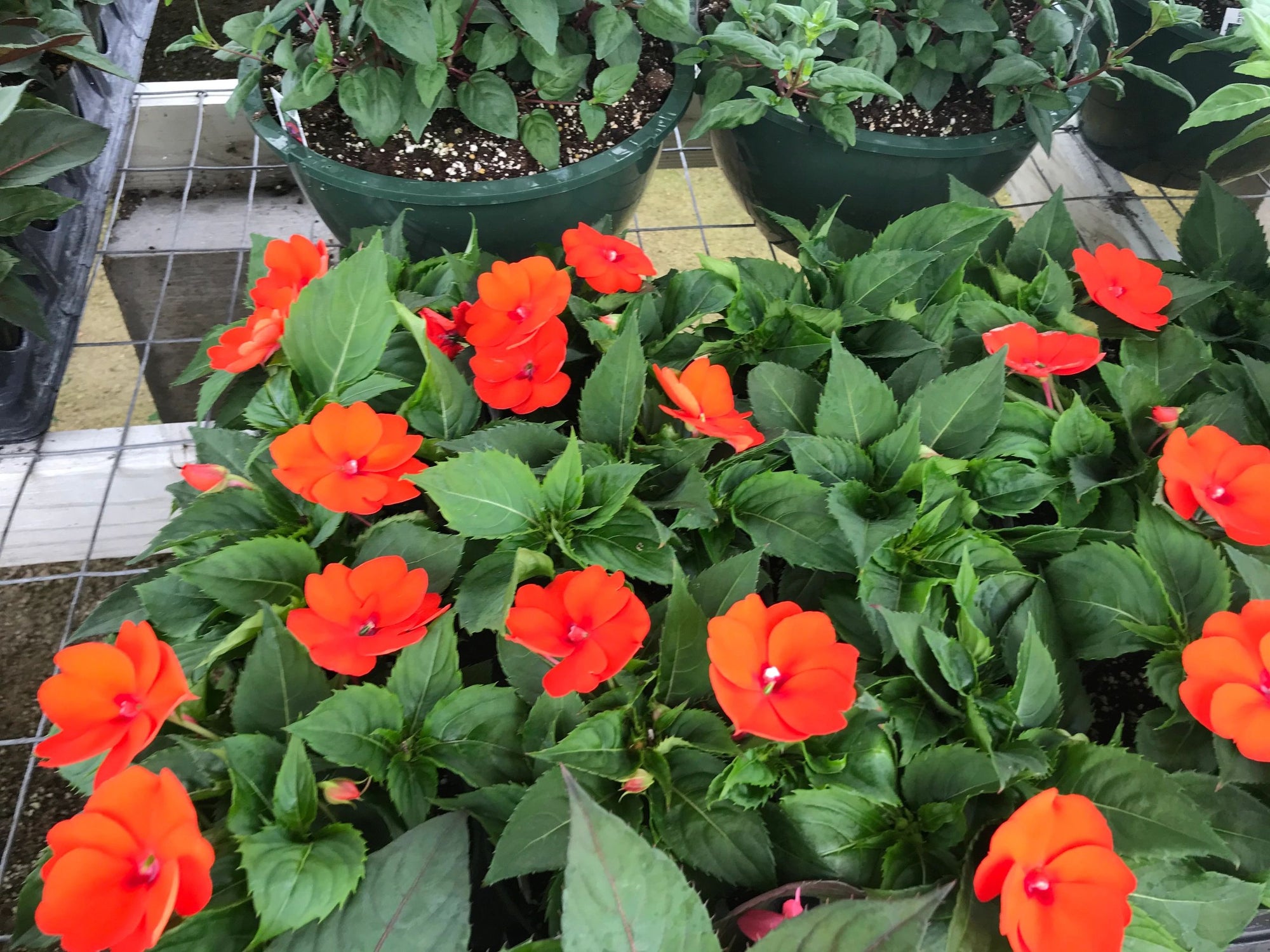 Impatiens, New Guinea Sunpatiens Electric Orange