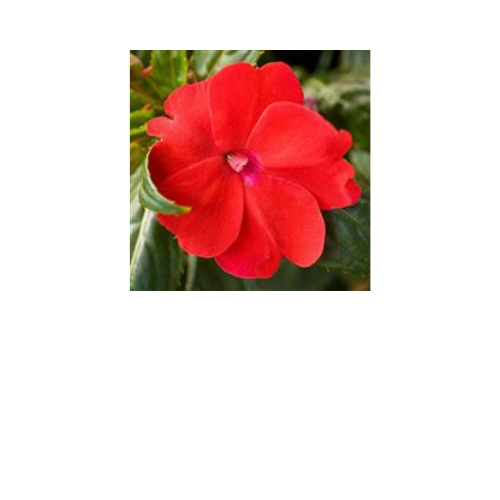 Impatiens, Sunpatiens Comp. Red