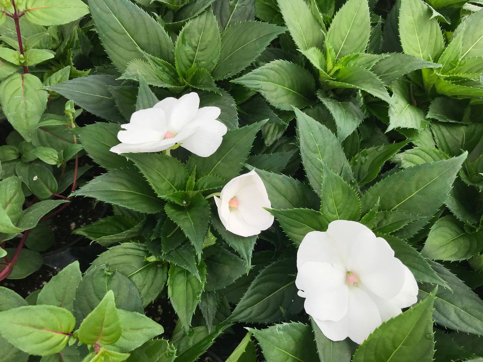 Impatiens, New Guinea, SunPatiens Vigorous Clear White