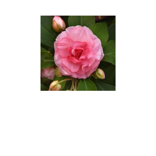Impatiens, Glimmer Pink (Double)