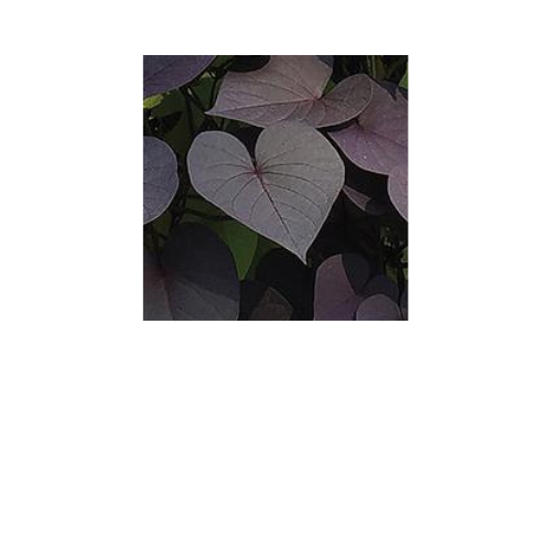 Ipomoea, SolarTower Black