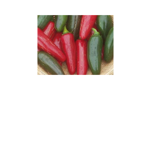 Pepper Plant, Jalapeno