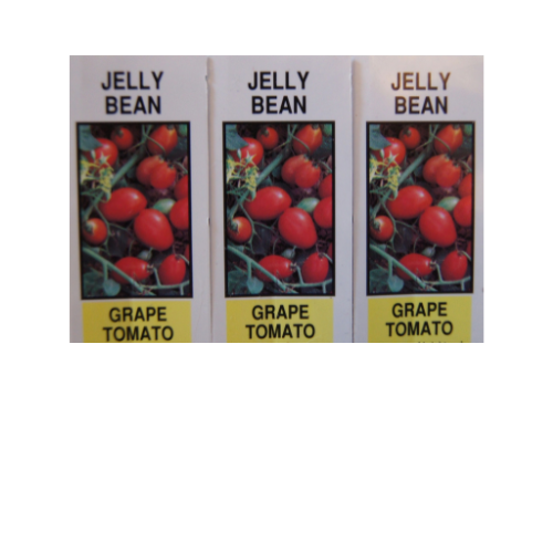 Tomato Plant, Jelly Bean Red
