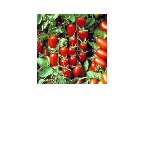 Tomato Plant, Juliet