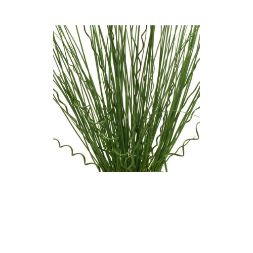 Juncus, Twisted Arrows