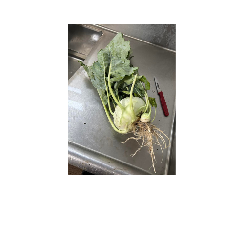 Kohlrabi, Express Forcer