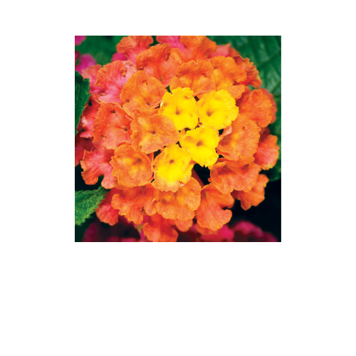 Lantana, Bandana Cherry Sunrise